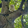 FW-EN: Vermisster Kater Steve von der Feuerwehr gerettet