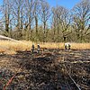 FW-DO: Vegetationsbrand in Naherholungsgebiet Kurler Busch