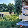 FW Rheurdt: Pferd "Donoven" stürzt in Graben - und rettet sich im Beisein der Feuerwehr selbst