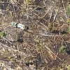 FW Kreis Soest: Vierte Folgemeldung zum Waldbrand am Möhnesee