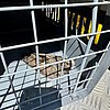 FW Dinslaken: Tierrettung in luftiger Höhe