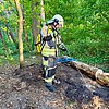 FW Hünxe: Brennender Baum im Waldstück