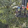 FW Bocholt: Herbststurm sorgt für zahlreiche Einsätze der Feuerwehr Bocholt